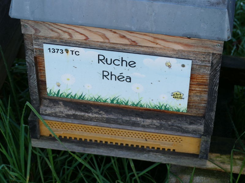 La ruche Rhéa