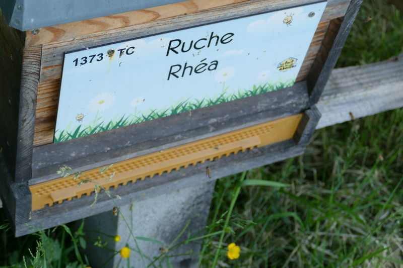 La ruche Rhéa