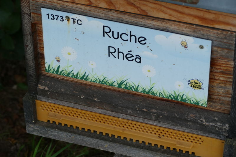 La ruche Rhéa