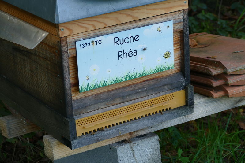 La ruche Rhéa