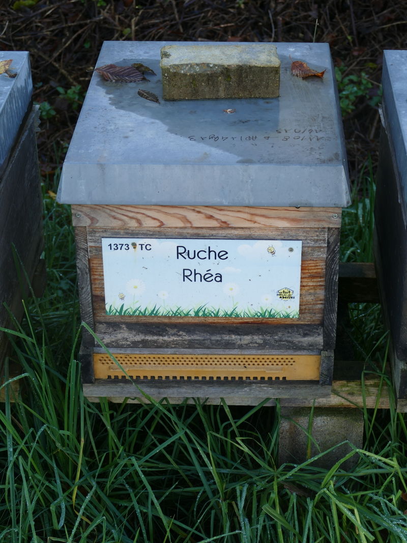 La ruche Rhéa