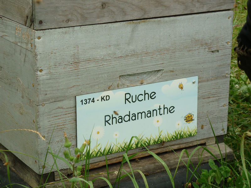 La ruche Rhadamanthe