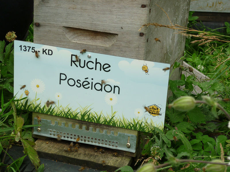 La ruche Poséidon