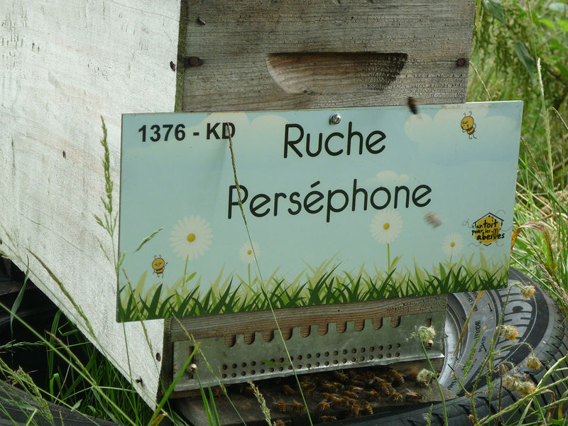 La ruche 