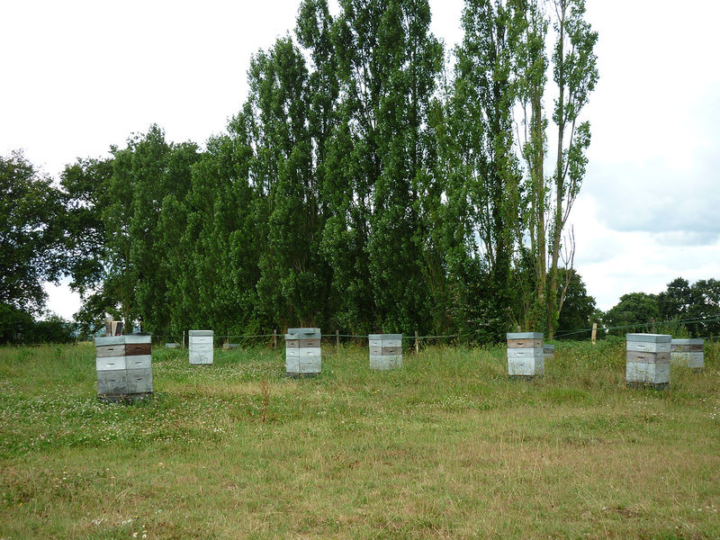 La ruche Perséphone