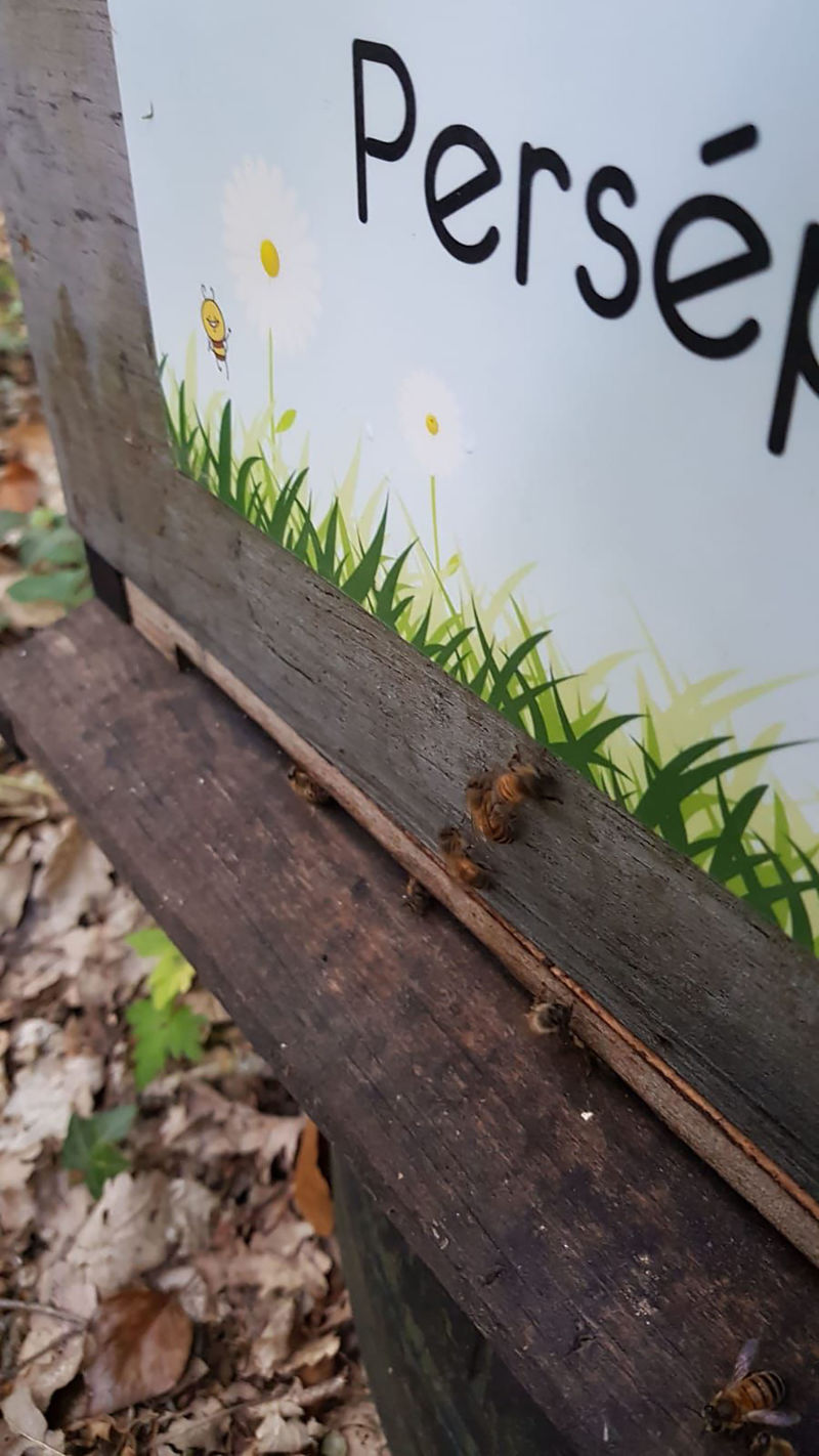 La ruche Perséphone