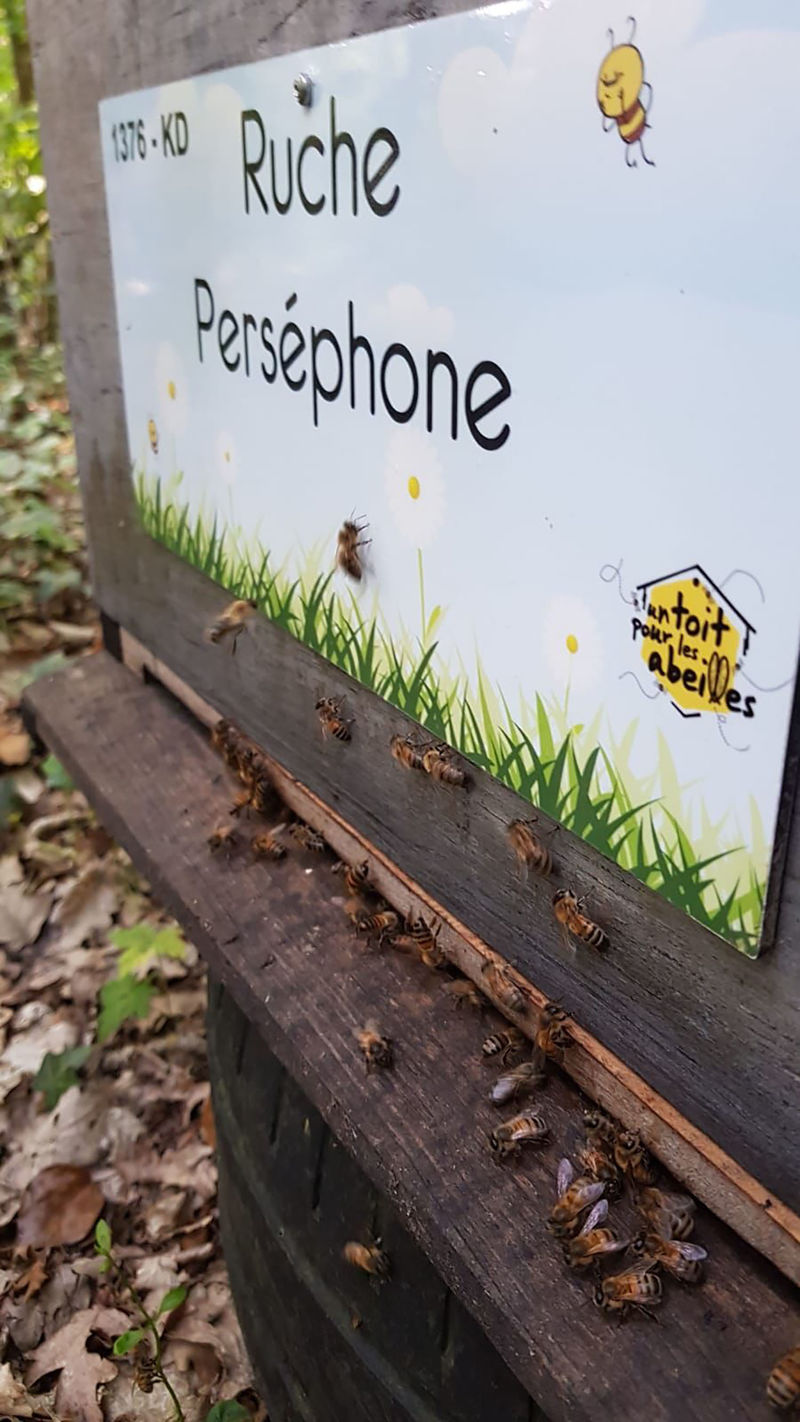 La ruche Perséphone