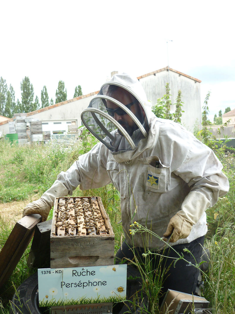 La ruche Perséphone