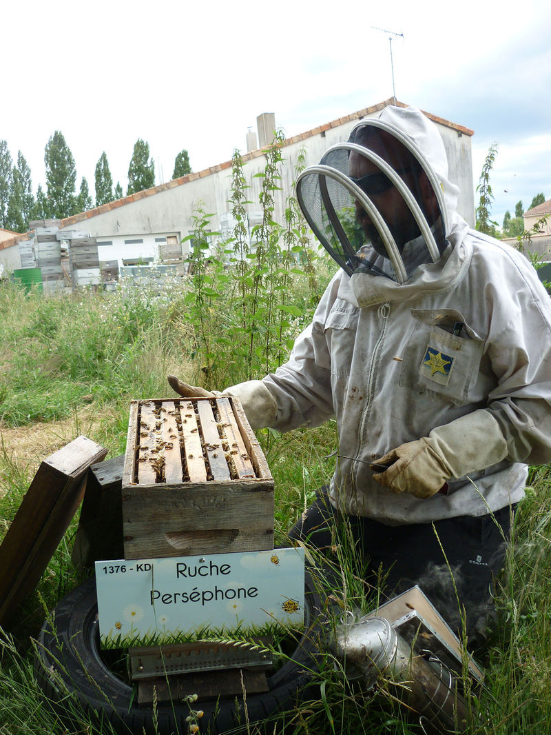 La ruche Perséphone