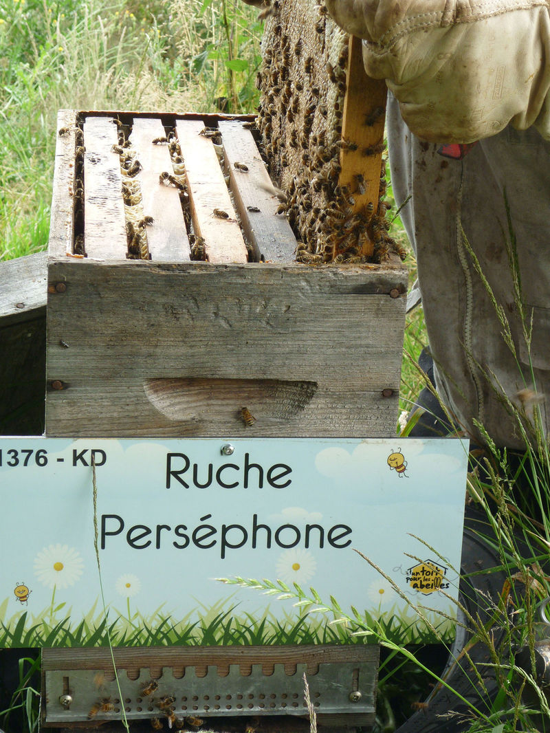 La ruche Perséphone