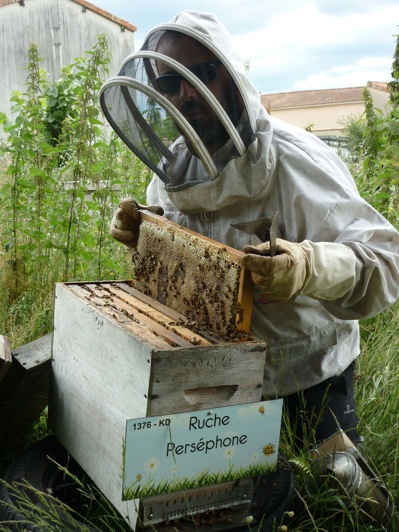 La ruche Perséphone