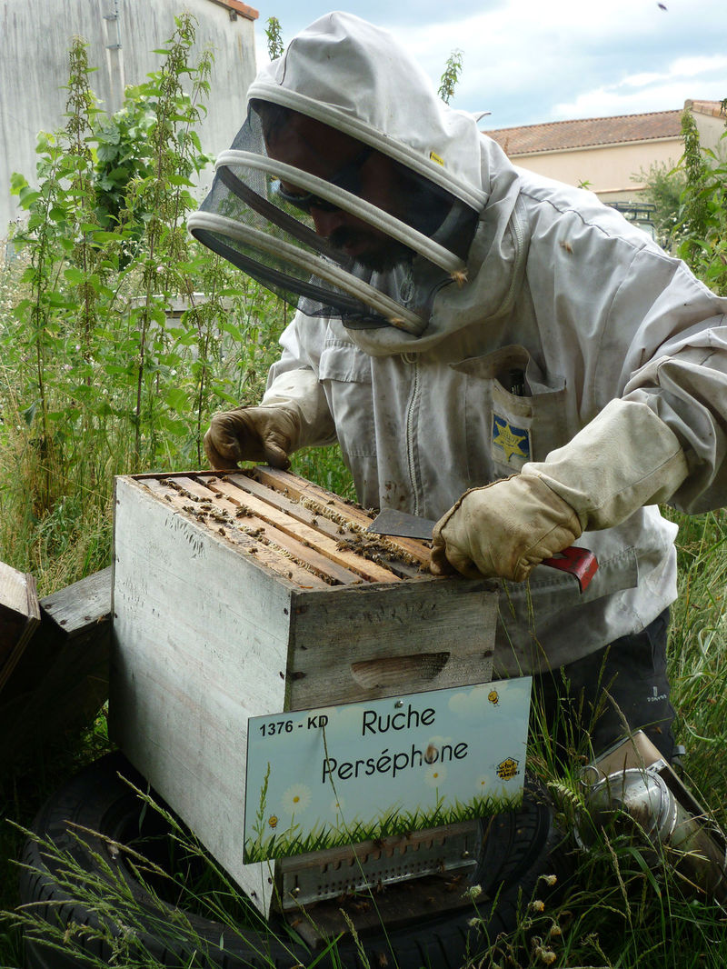 La ruche Perséphone