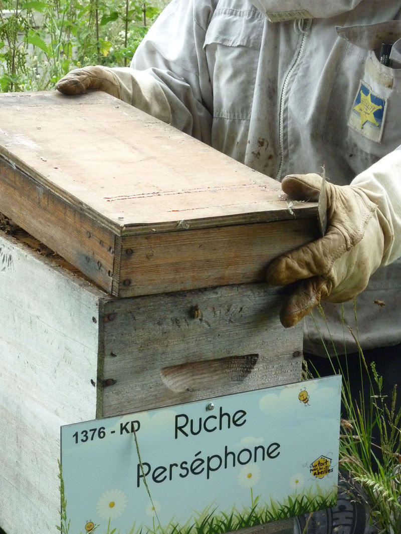 La ruche Perséphone