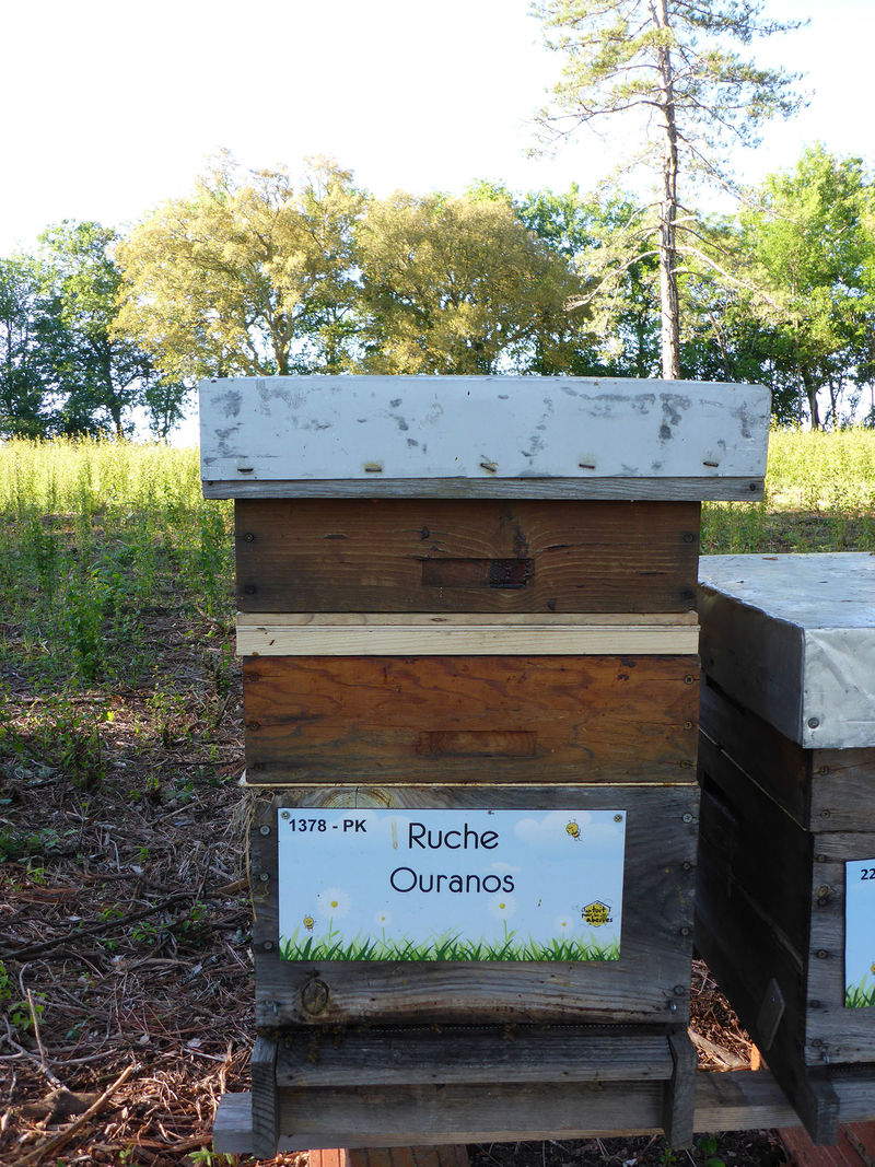 La ruche Ouranos