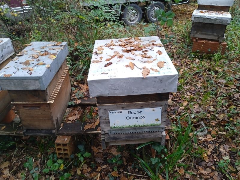 La ruche Ouranos