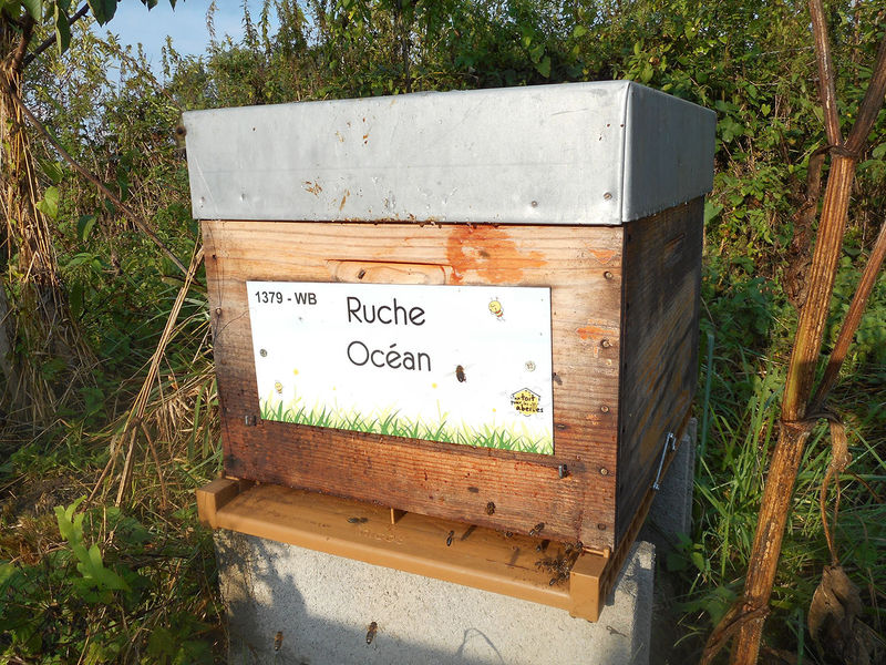 La ruche Océan