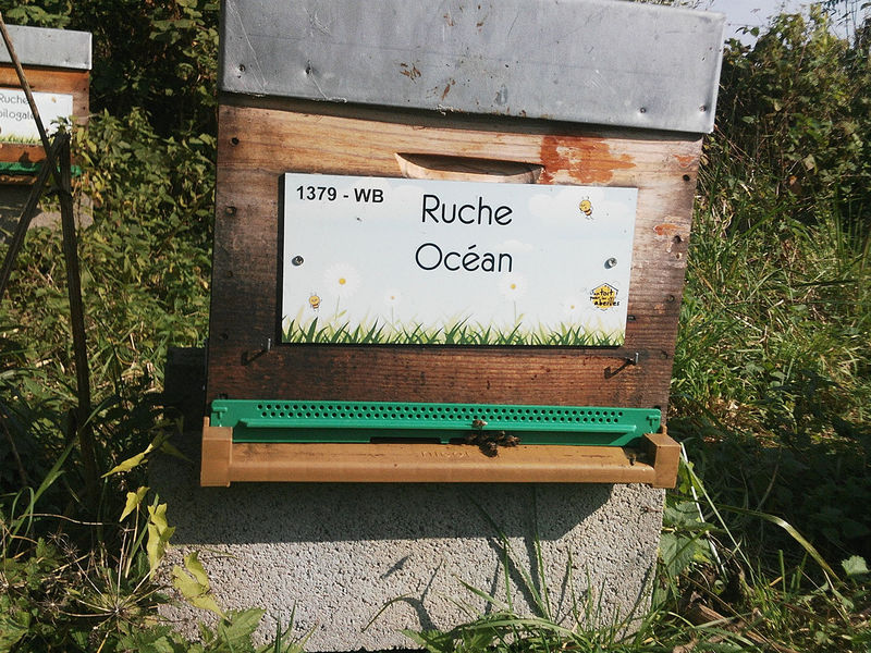 La ruche Océan