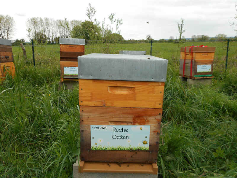 La ruche Océan