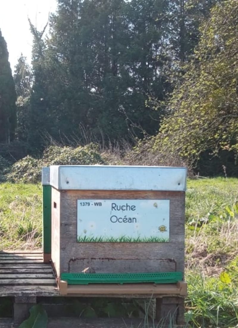 La ruche Océan