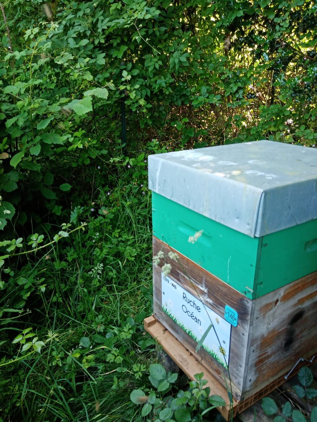 La ruche Océan