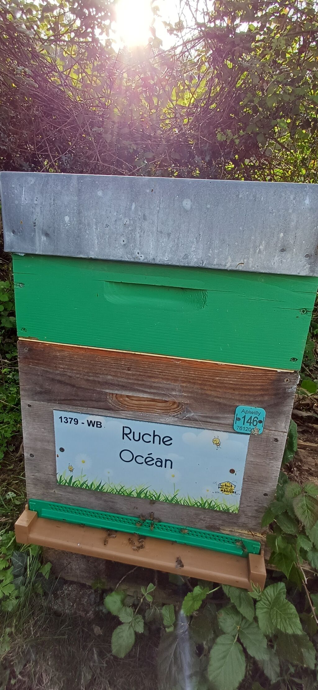 La ruche Océan