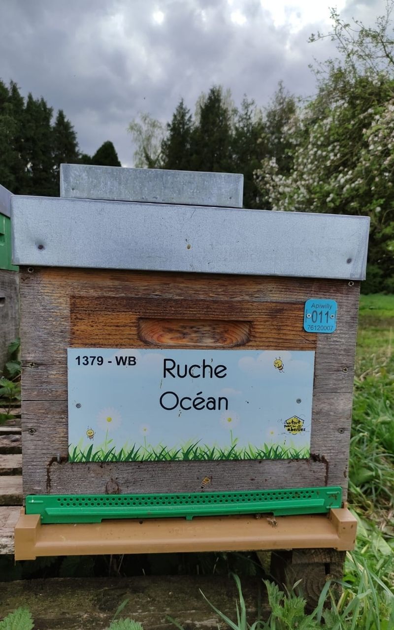 La ruche Océan