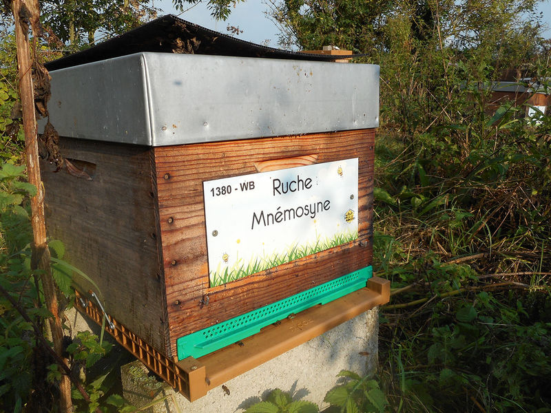 La ruche Mnémosyne