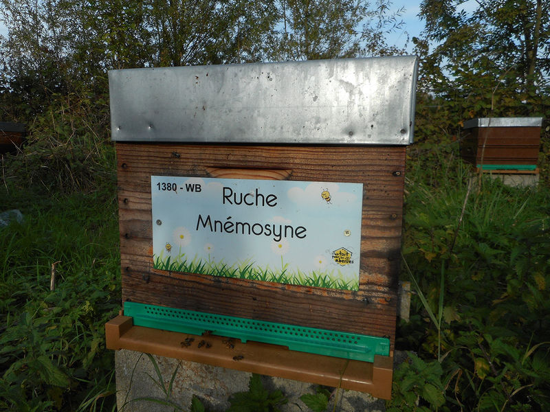 La ruche Mnémosyne