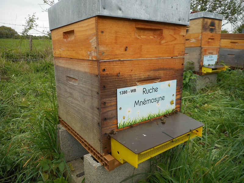 La ruche Mnémosyne