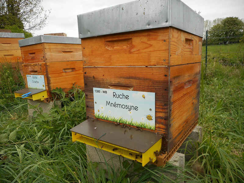 La ruche Mnémosyne