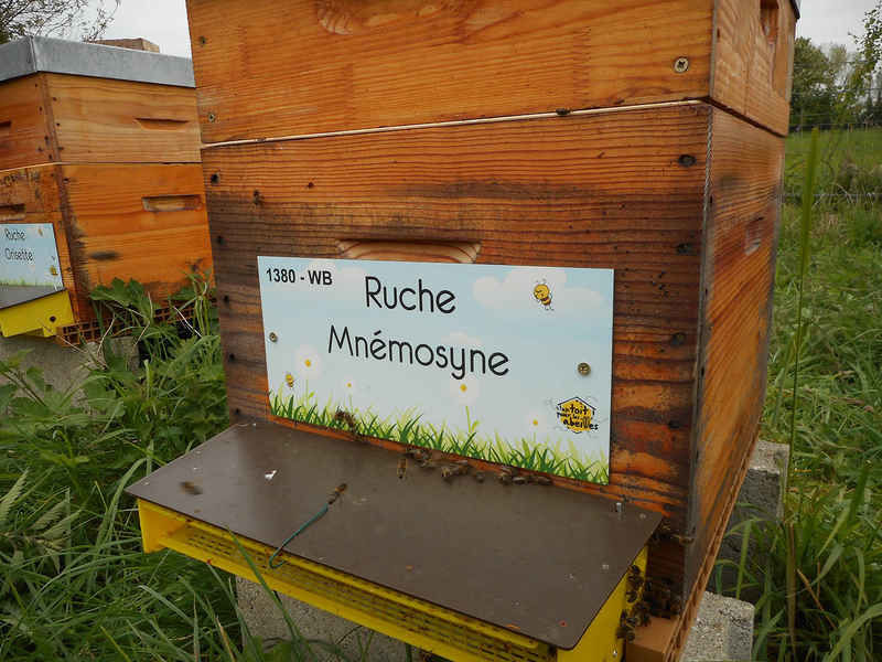 La ruche Mnémosyne