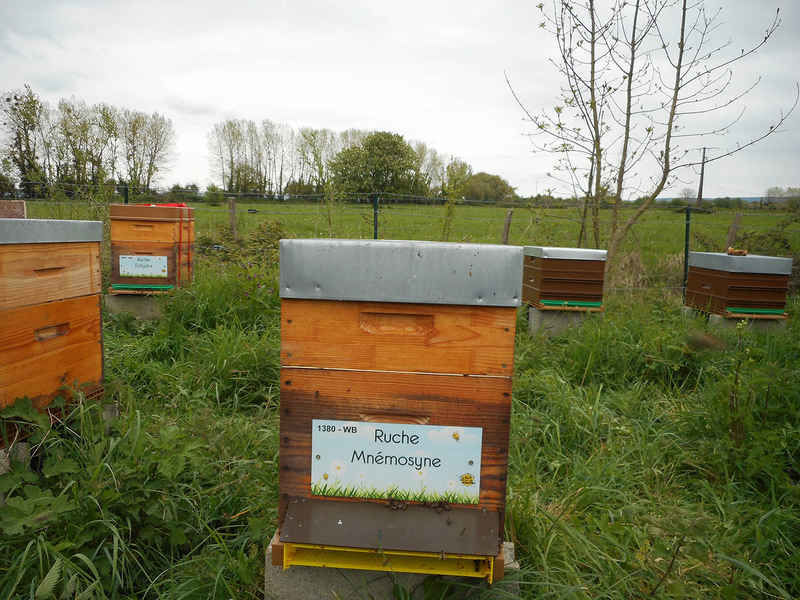 La ruche Mnémosyne