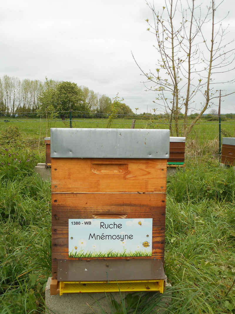 La ruche Mnémosyne