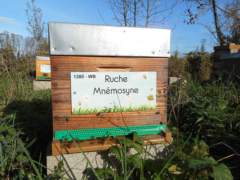 La ruche Mnémosyne
