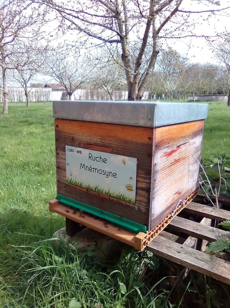 La ruche Mnémosyne