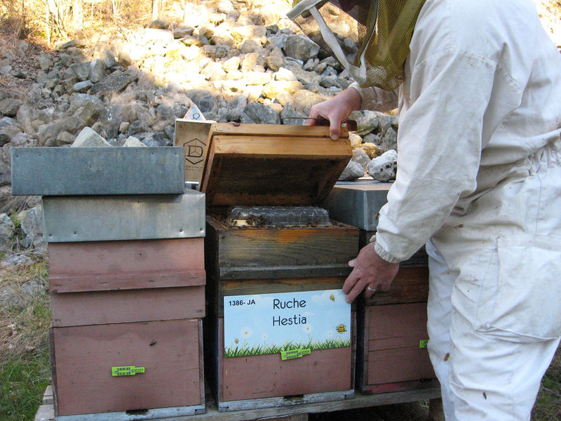 La ruche Hestia