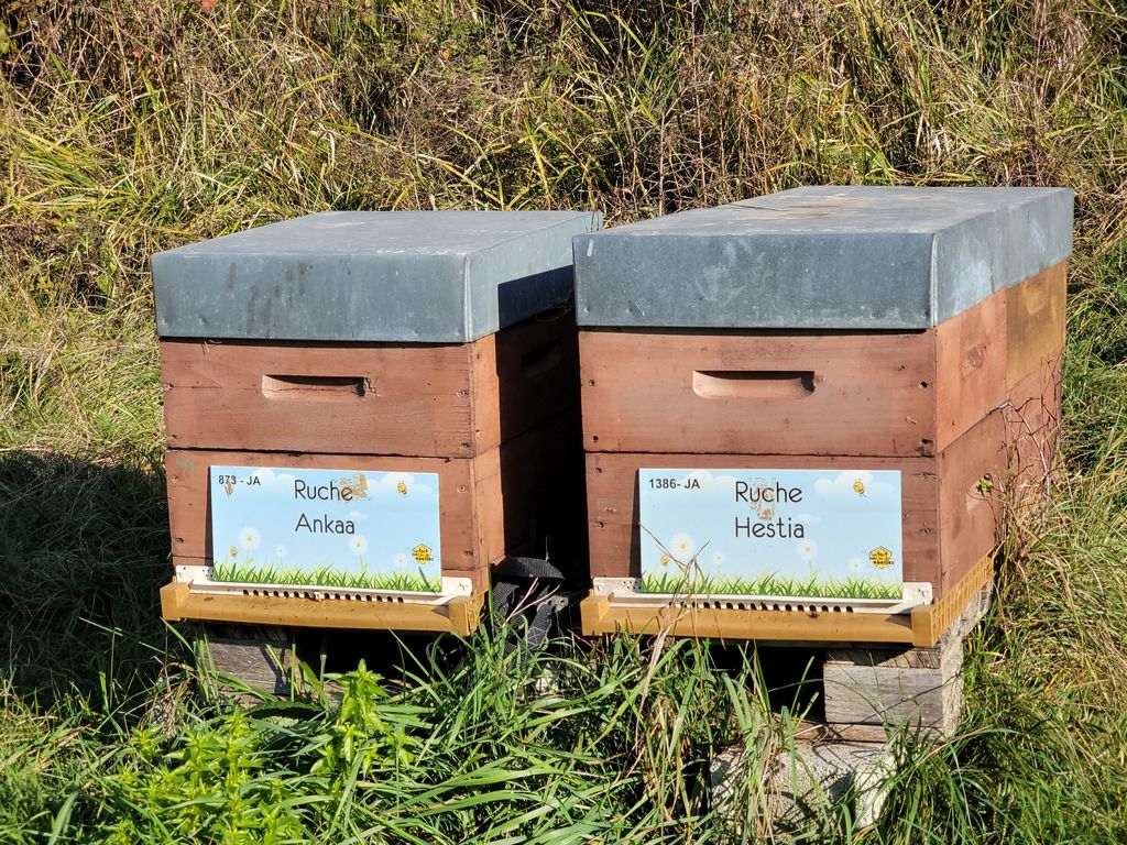 La ruche Hestia