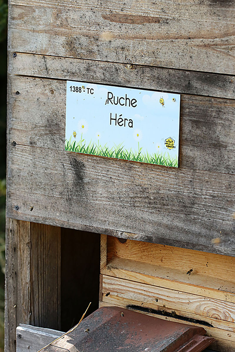 La ruche Héra