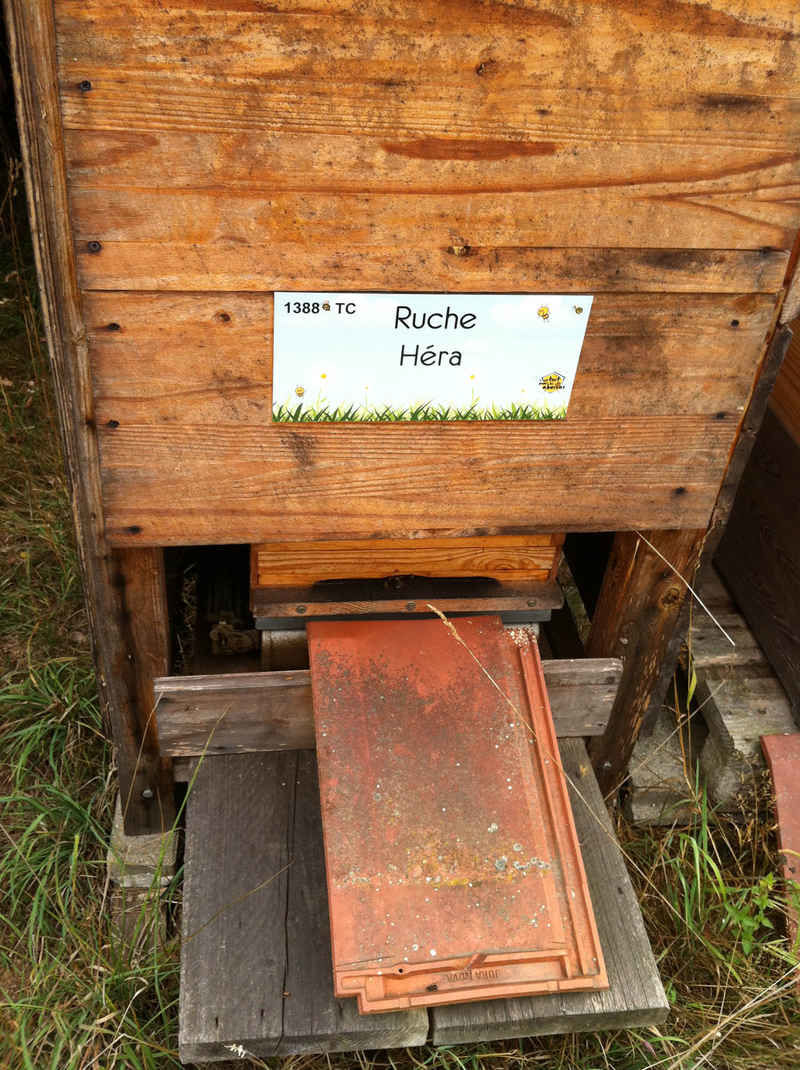 La ruche Héra