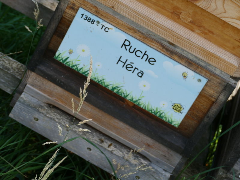 La ruche Héra