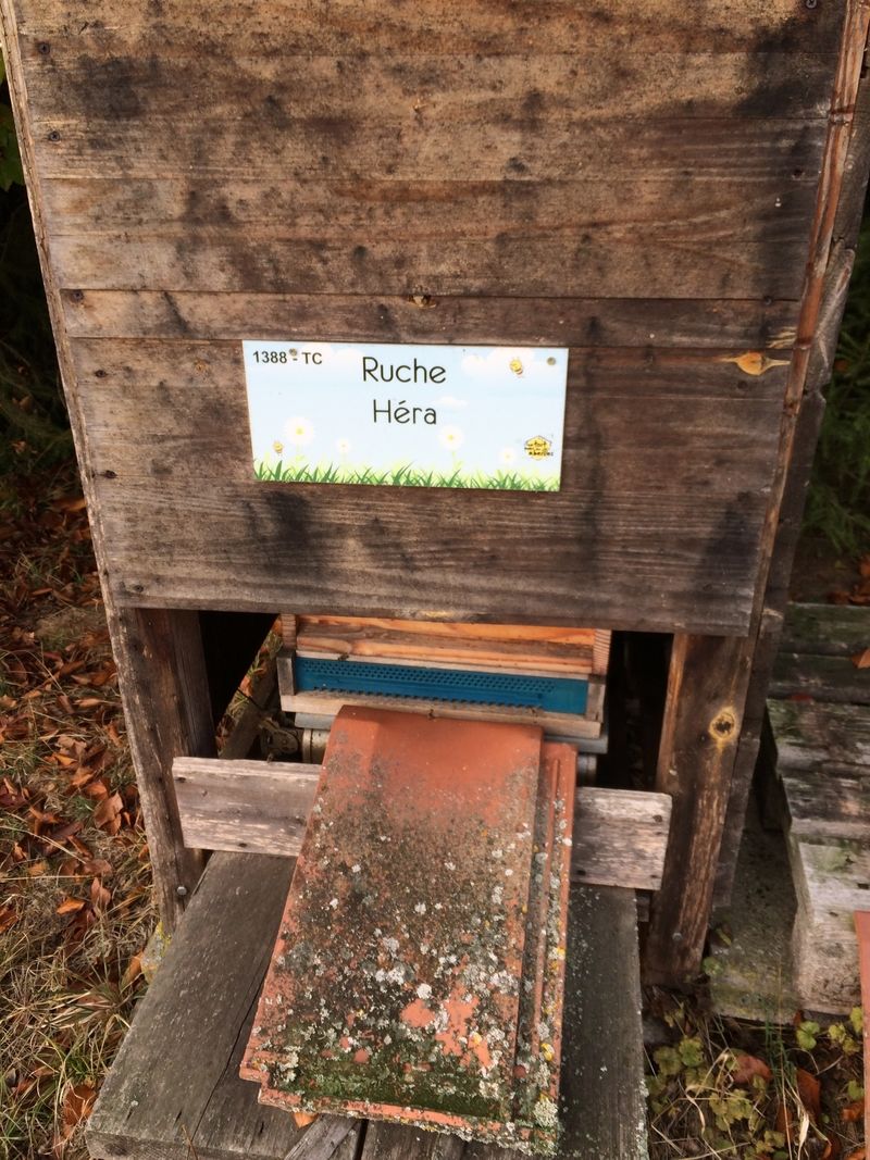 La ruche Héra