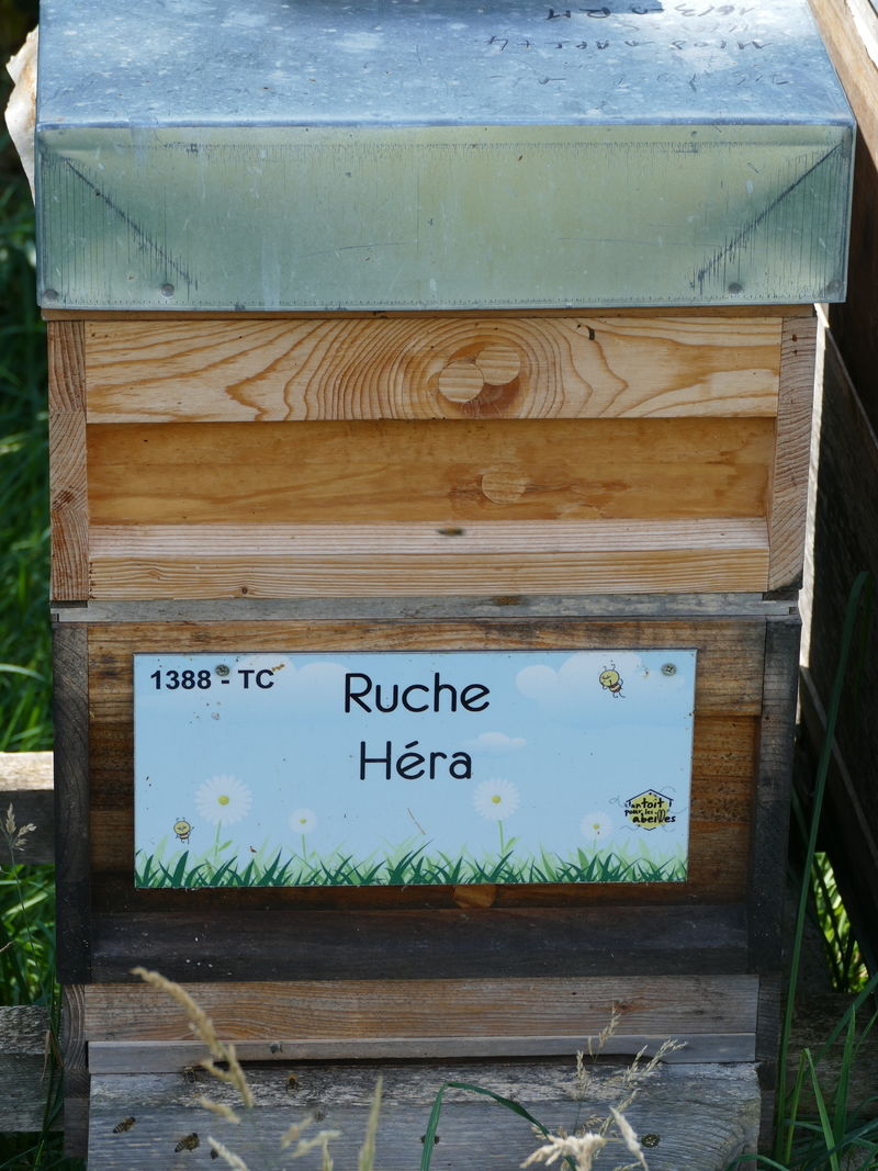 La ruche Héra