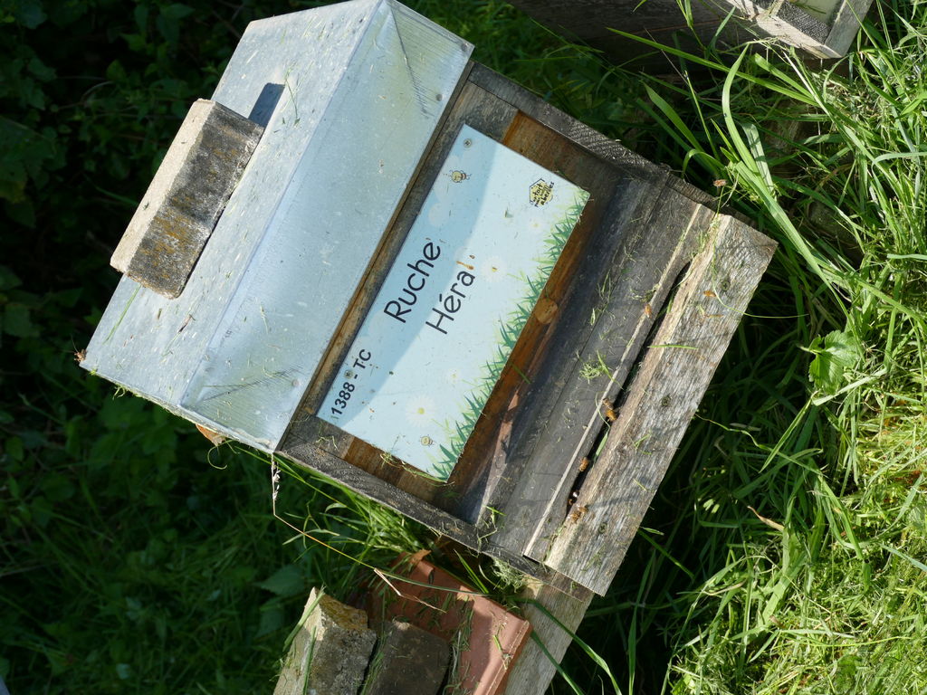 La ruche Héra