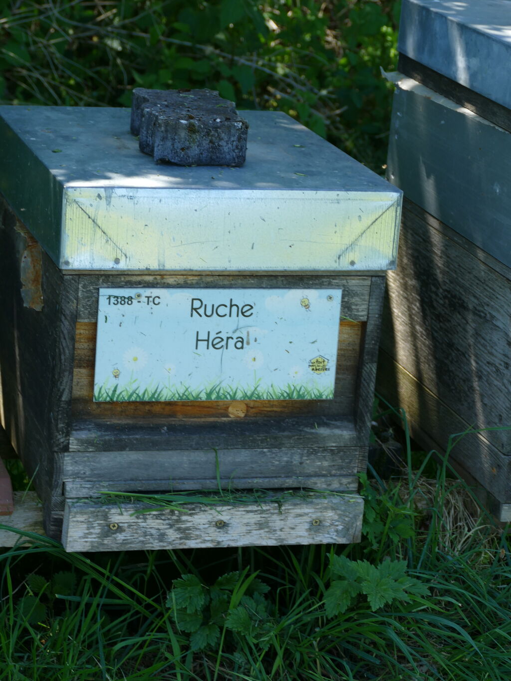 La ruche Héra
