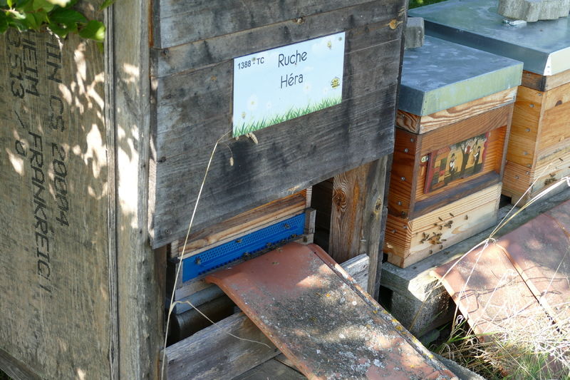 La ruche Héra