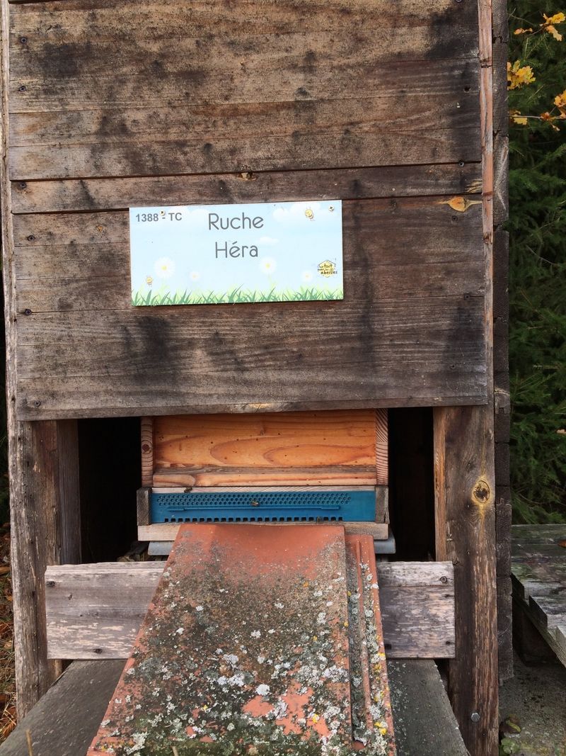 La ruche Héra