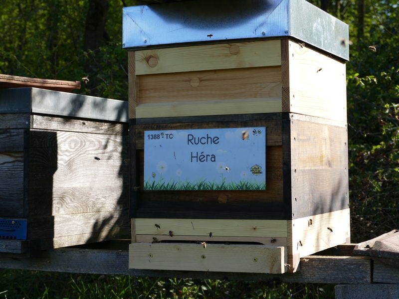 La ruche Héra