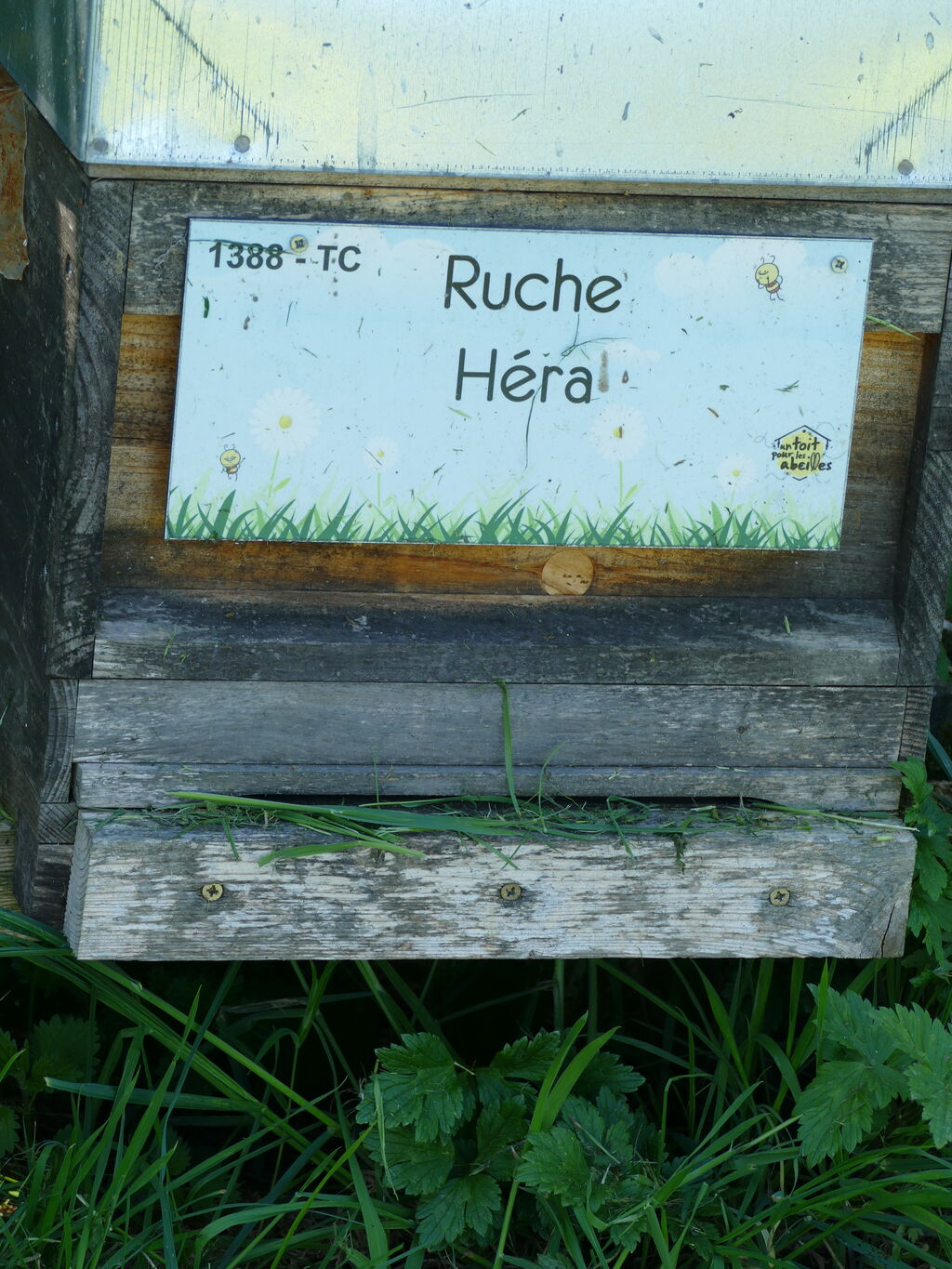 La ruche Héra