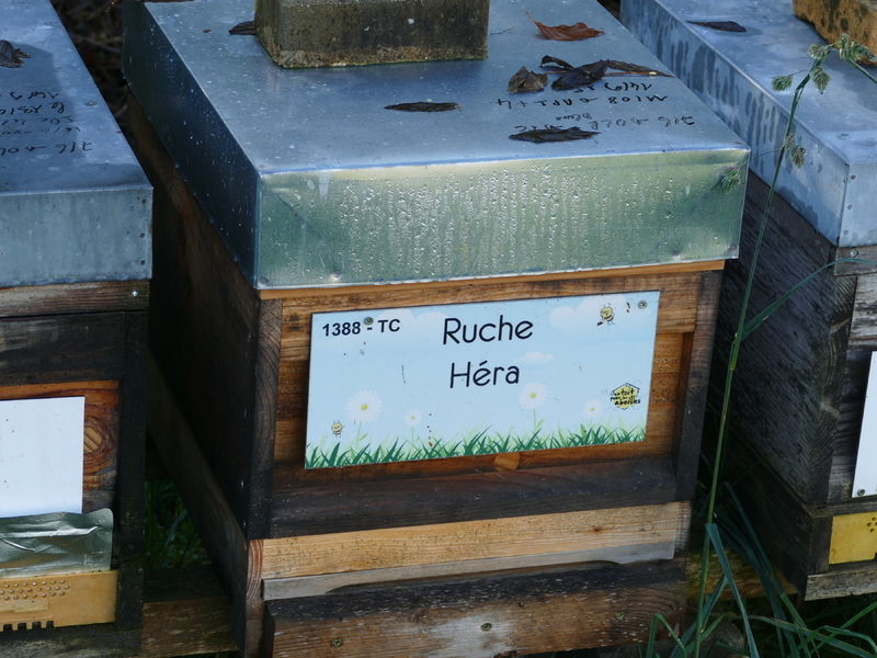 La ruche Héra