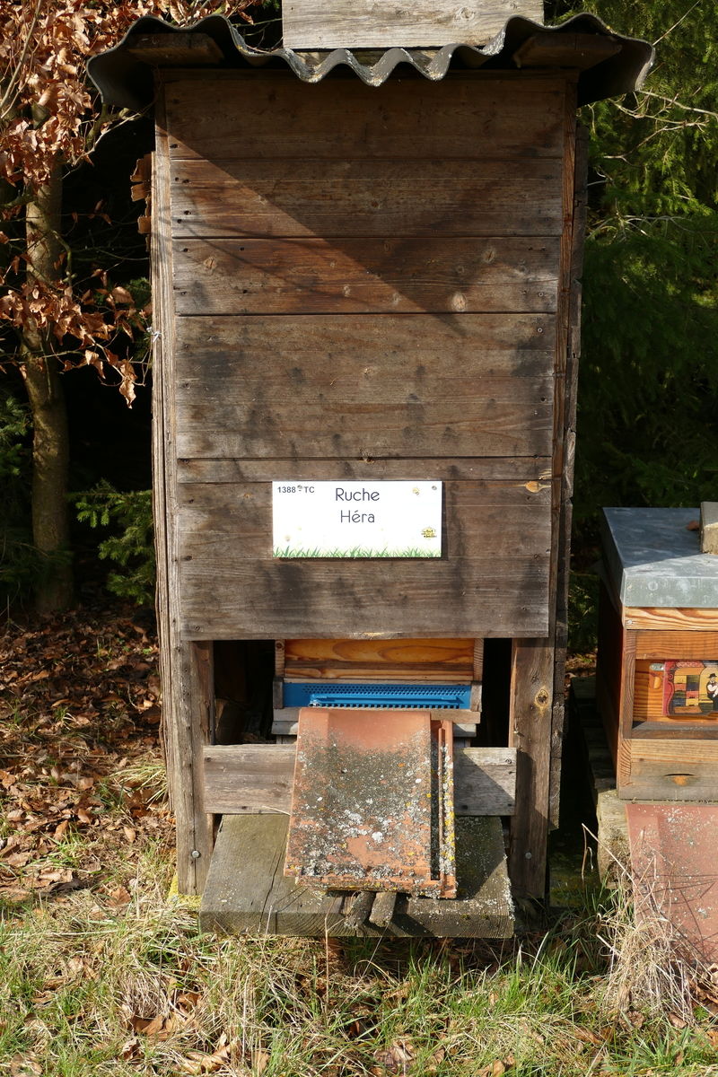 La ruche Héra